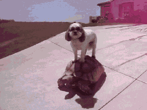 狗狗 乌龟 骑行 搞笑