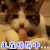萌宠 猫咪 猫 搞怪 舔屏 soogif soogif出品