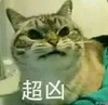猫咪 龇牙 吓人 超凶