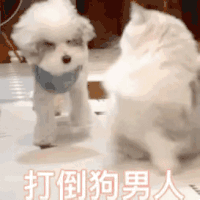 萌宠 汪星人 打倒狗男人 男人 呆萌 可爱