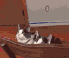 猫咪 眼神 同步 搞笑