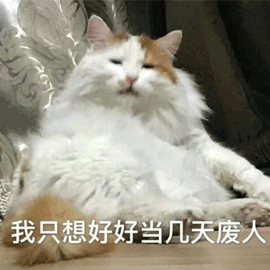 猫咪 废人 搞怪