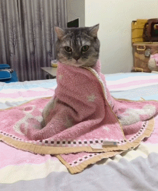 猫咪 抱枕 窗帘 摇尾巴