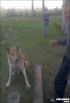 狗狗 宠物 握手 友好