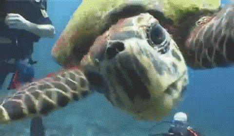 海底 抓捕 海龟 大叫