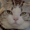 喵星人 猫 困