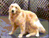 金毛 Golden Retriever 技术 兄弟