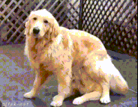 金毛 Golden Retriever 技术 兄弟