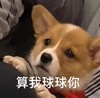 萌宠 汪星人 算我求求你 可怜 呆萌 可爱