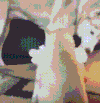 狗狗 玩偶 抢夺 搞笑