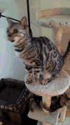 猫 萌宠 张望 吃货
