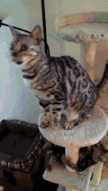 猫 萌宠 张望 吃货