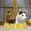 猫 两猫蒙圈 soogif
