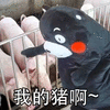 卡通 熊本熊 我的猪啊 猪