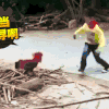 斗鸡 熊孩子 搞笑