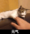 元气 猫咪 挠你 可爱