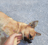搞笑 狗狗 萌宠 仰躺 逗弄