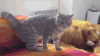 猫咪 掉下去 好玩 搞笑