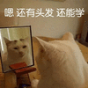 萌宠 猫 猫咪 喵星人 嗯 头发 还能学