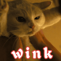 猫 萌宠 wink 卖萌 撩 soogif soogif出品