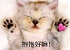 萌宠 喵星人 求抱抱 抱抱我好嘛 呆萌 可爱