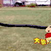 狗狗 奔跑 套头 搞笑