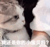萌宠 喵星人 我还是你的小宝贝吗 撒娇 委屈 呆萌