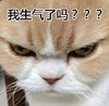 可爱 猫咪小雪 走开 我生气了吗