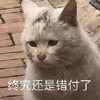 萌宠 猫星人 终究是错付了 难受 呆萌 可爱