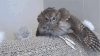 洗澡 动物 搞笑 喵星人 萌 gif 猫头鹰