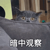 阿莫 暗中观察 可爱 呆萌