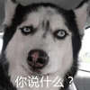 你说什么 二哈 搞怪 逗