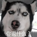 你说什么 二哈