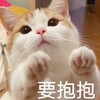 萌宠 猫星人 要抱抱 邀请 呆萌 可爱