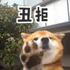 小黄狗 汪星人 丑拒 斗图 搞笑 讯飞