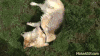 柯基 打滚 蠢萌 草地 魔性 corgi