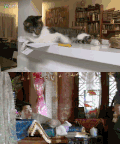 猫咪 淘气 男人 游戏