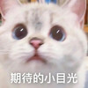 萌宠 猫星人 期待的小目光 眼巴巴 呆萌 可爱