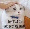 萌宠 猫星人 捂住耳朵 就不会有悲伤 可爱 呆萌