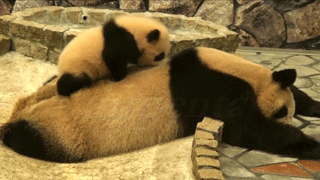 熊猫 搞笑 母子 玩耍