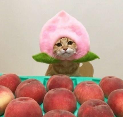 萌宠 日料 可爱 猫星人 逗