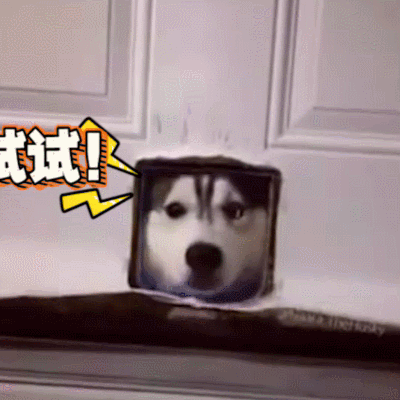 汪星人 狗狗 可愛 萌寵 狗