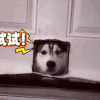 汪星人 狗狗 可爱 萌宠 狗