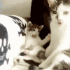 小猫 白色 舌头 可爱