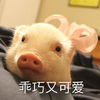 萌宠 小猪 乖巧又可爱 听话 呆萌 可爱