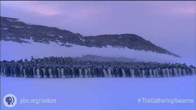 雪 snow nature 企鹅 成群结队