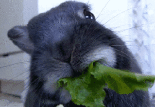 兔子 吃草 可爱 吃货
