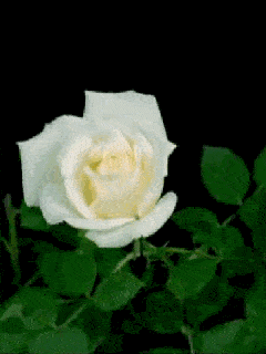 白玫瑰 漂亮 鲜花 唯美 开放