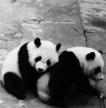 大熊猫 萌 萌宠 卖萌