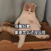 萌宠 喵星人 活着好累 富婆怎么还没出现 淘气 可爱